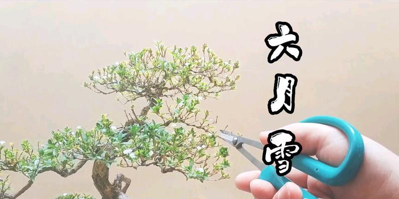 六月雪修剪技巧？如何保持其美观？