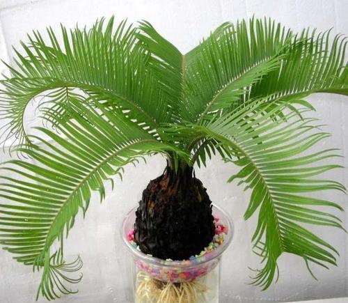 苏铁是什么植物？它有哪些独特的生长特性？
