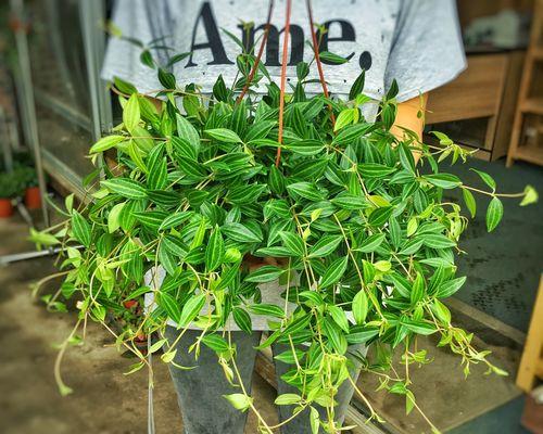 钻石裴翠吊兰的种植方法和注意事项是什么？
