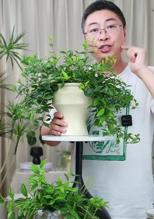 钻石裴翠吊兰的种植方法和注意事项是什么？