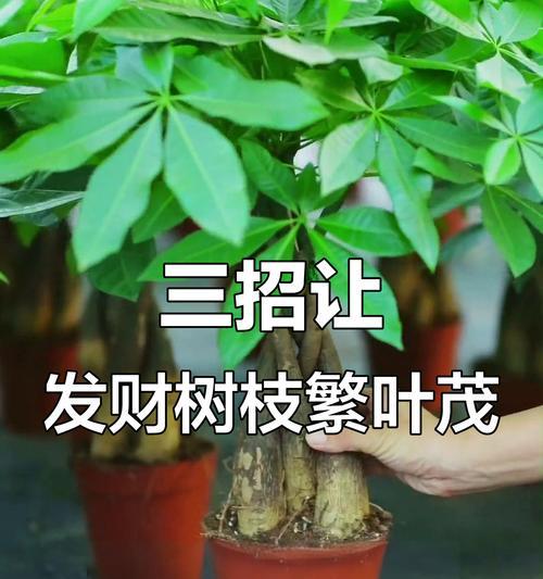 小棵发财树的养护技巧有哪些？