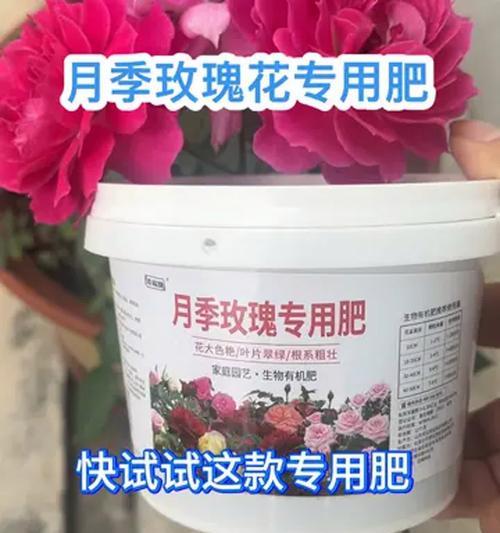月季花在什么季节施肥最好？施肥的正确时机和方法是什么？