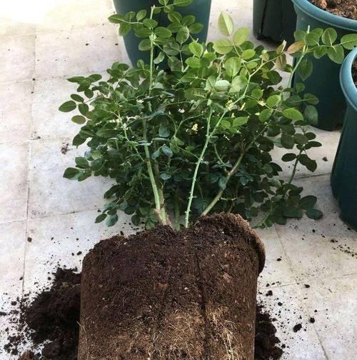 月季花在什么季节施肥最好？施肥的正确时机和方法是什么？