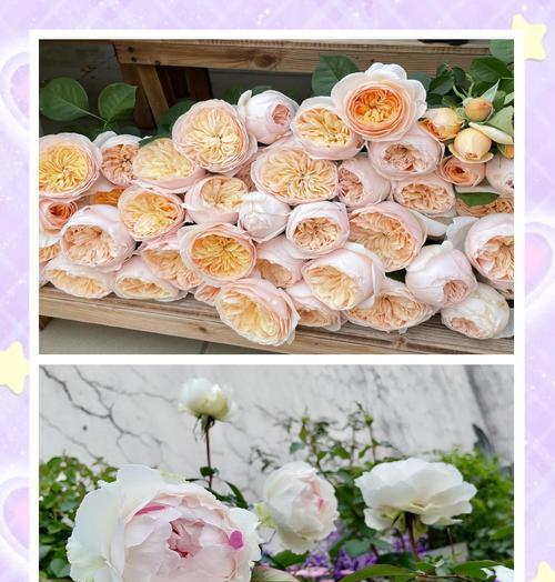 月季花在什么季节施肥最好？施肥的正确时机和方法是什么？