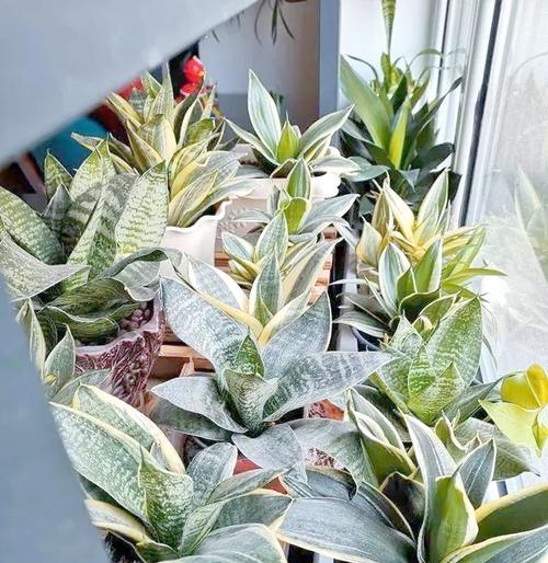 除甲醛的花有哪些？哪些花卉能有效净化室内空气？