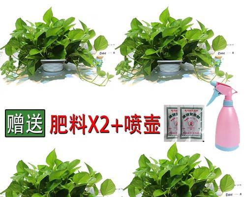 除甲醛的花有哪些？哪些花卉能有效净化室内空气？