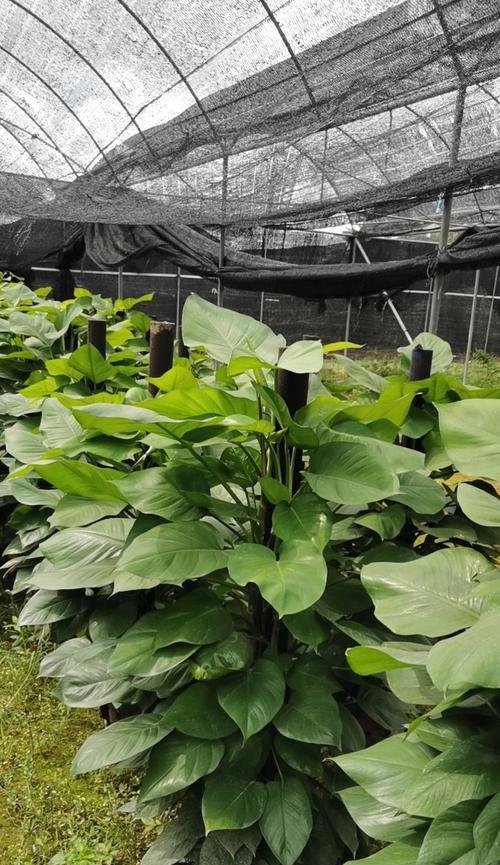 除甲醛的花有哪些？哪些花卉能有效净化室内空气？