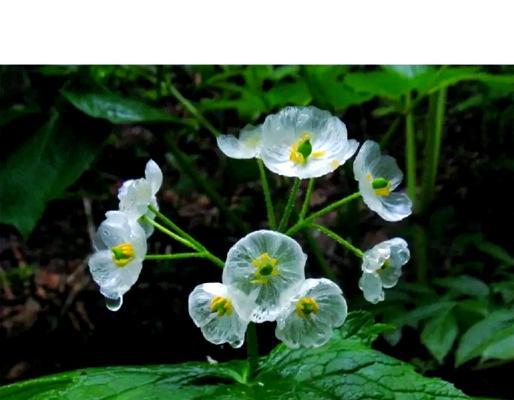有哪些植物以美丽的花朵著称？它们的养护要点是什么？