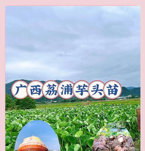 芋有哪些品种大全？芋品种大全的选择方法是什么？