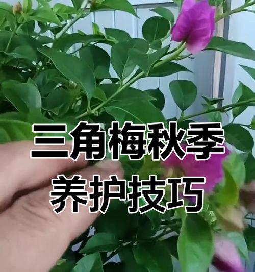 三角梅修剪技巧？小棵三角梅如何正确剪枝？