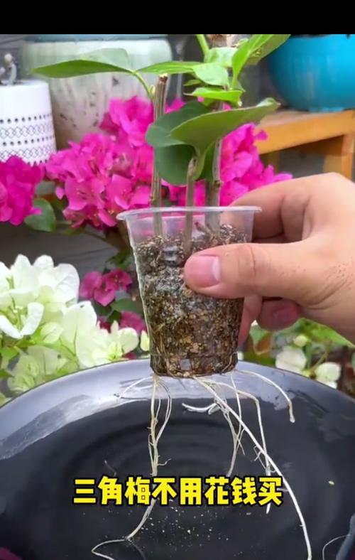 三角梅修剪技巧？小棵三角梅如何正确剪枝？