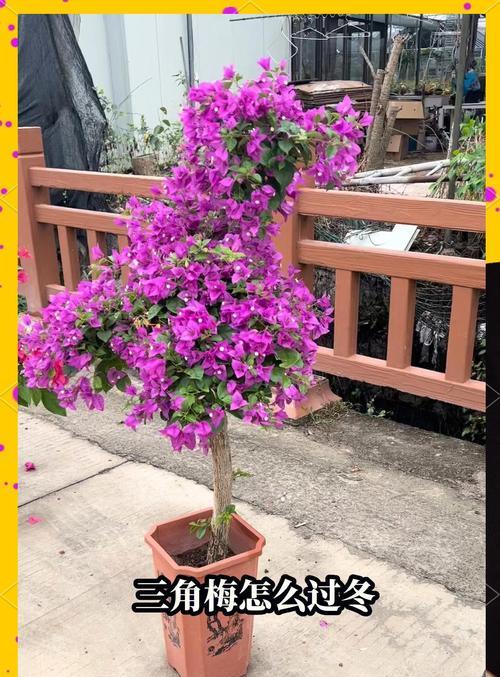 三角梅修剪技巧？小棵三角梅如何正确剪枝？