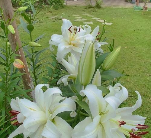 百合花的最佳种植时间是什么时候？