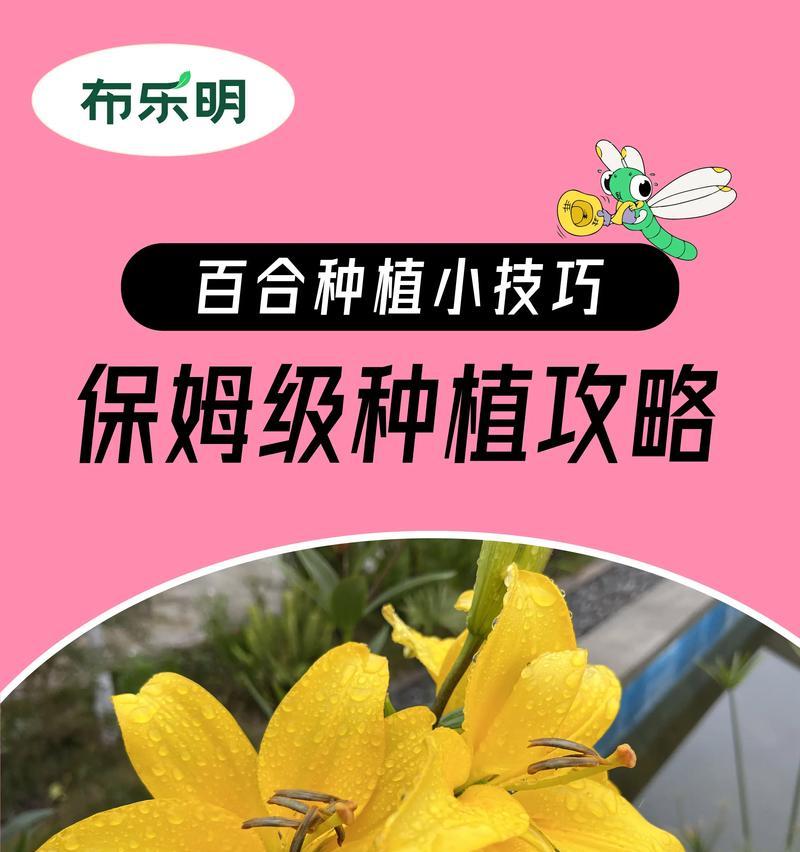 百合花的最佳种植时间是什么时候？