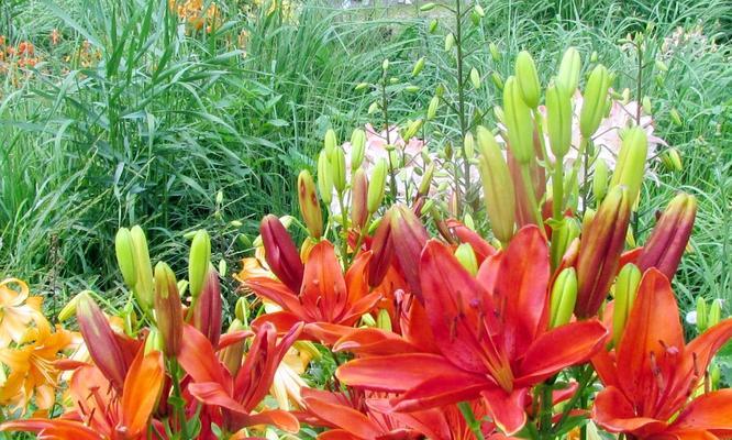 百合花的最佳种植时间是什么时候？