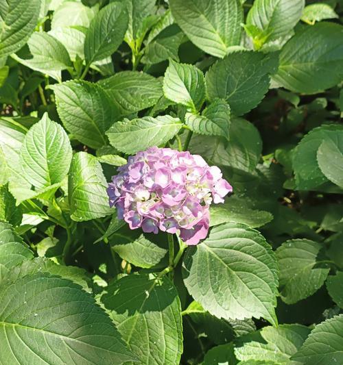 绣球花的养护方法是什么？如何调整绣球花的颜色？