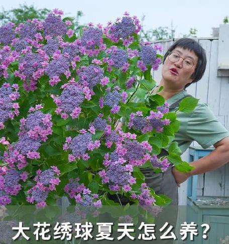 绣球花的养护方法是什么？如何调整绣球花的颜色？