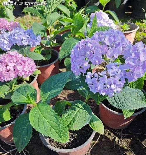 绣球花的养护方法是什么？如何调整绣球花的颜色？