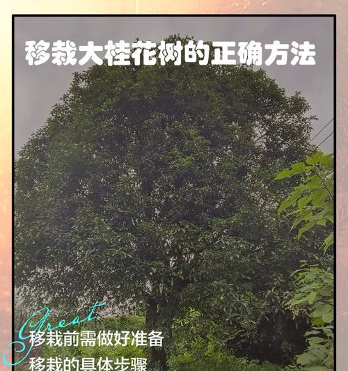 桂花树嫁接的原因是什么？如何正确进行桂花树嫁接？