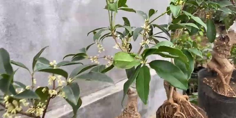 桂花树嫁接的原因是什么？如何正确进行桂花树嫁接？