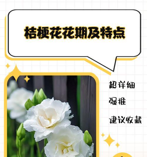 桔梗花生长情况如何？如何促进其良好生长？