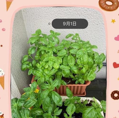 罗勒的种植步骤是什么？如何保证高产？