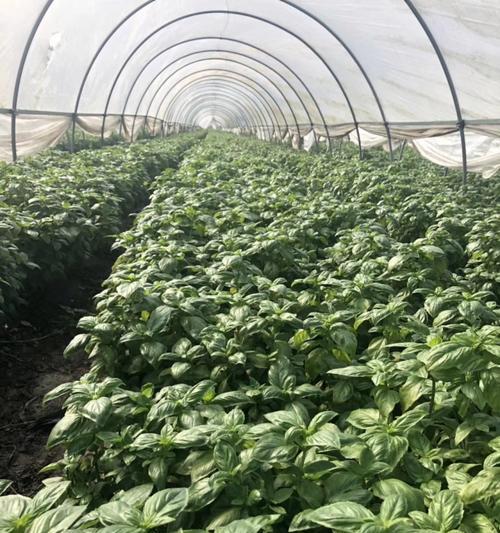 罗勒的种植步骤是什么？如何保证高产？