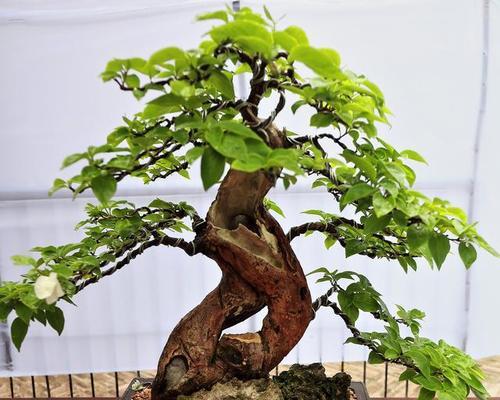 黄栌品种有哪些？黄栌品种的养护方法是什么？