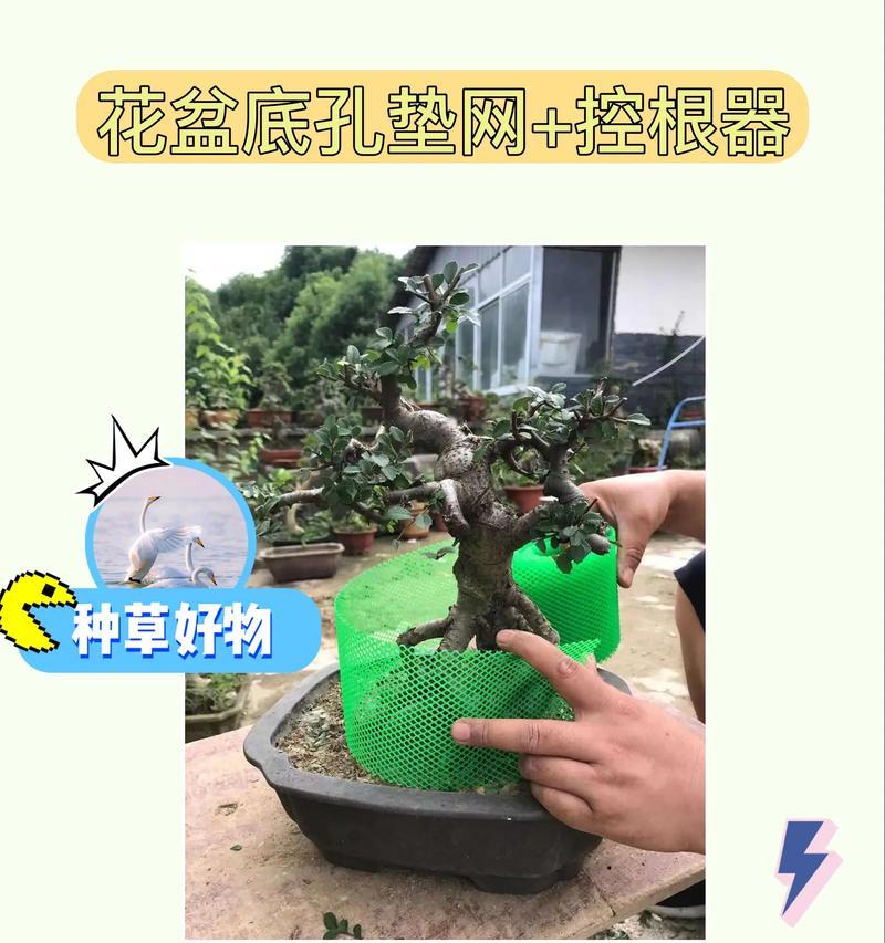 植物控根的方法和目的有哪些？