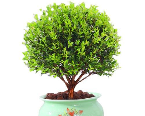 盆景有哪些植物？盆景植物的选择和养护技巧是什么？