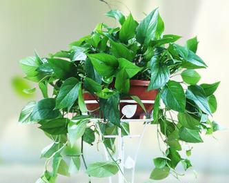 盆景有哪些植物？盆景植物的选择和养护技巧是什么？