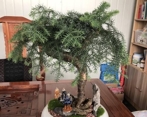 盆景有哪些植物？盆景植物的选择和养护技巧是什么？