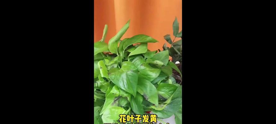 花叶变黄是什么原因？如何解决？
