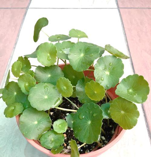 夏季适宜播种的花卉有哪些？