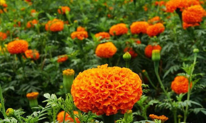 夏季适宜播种的花卉有哪些？