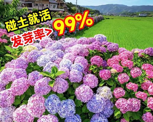 夏季适宜播种的花卉有哪些？
