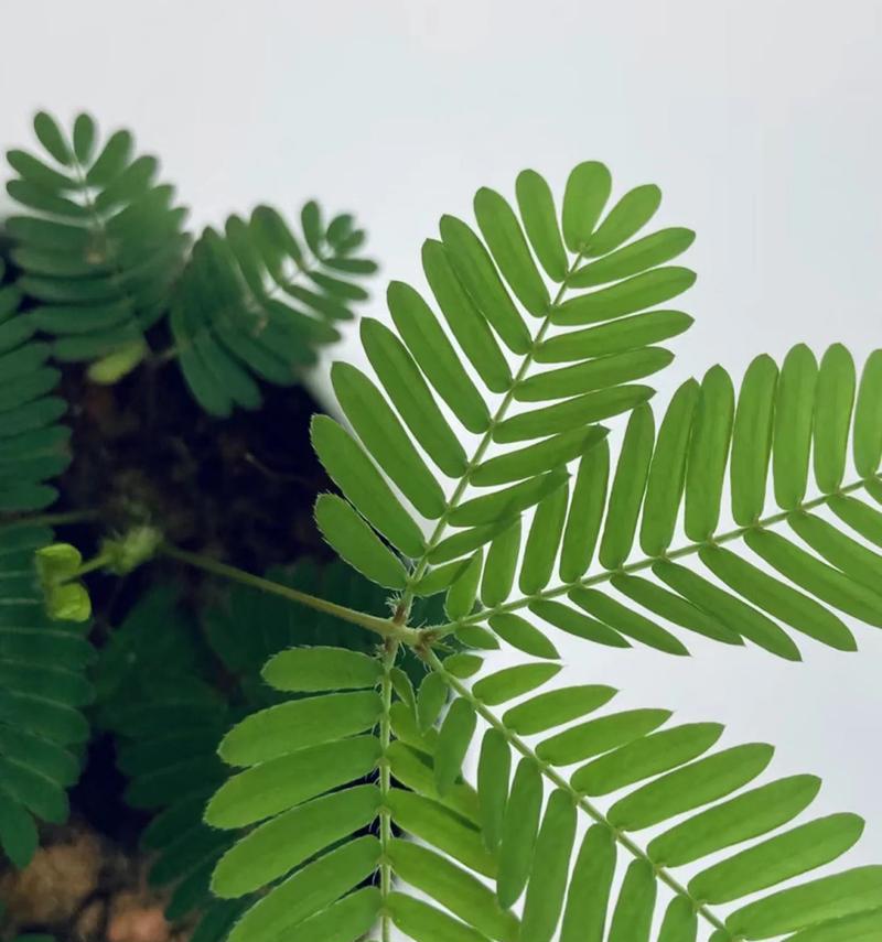 含羞草的种植方法和注意事项是什么？
