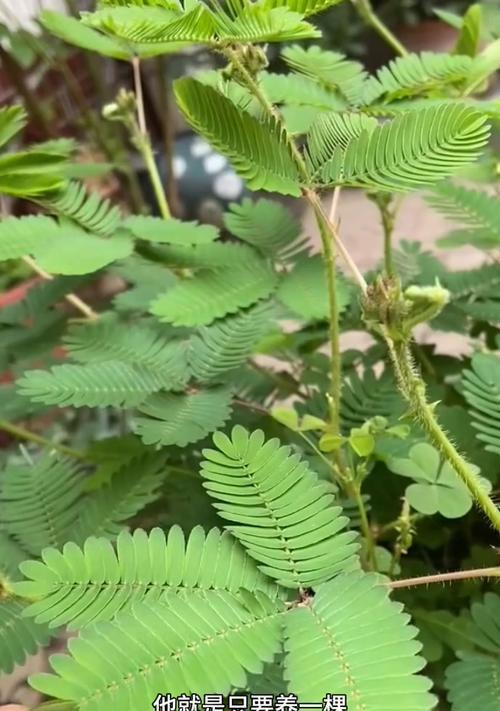 含羞草的种植方法和注意事项是什么？