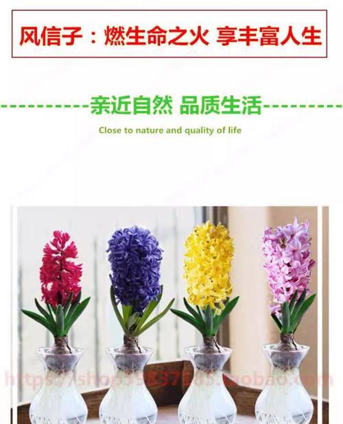 风信子水培方法是什么？水培风信子需要注意哪些事项？