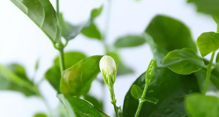 茉莉花的养护技巧有哪些？如何确保其持续开花？