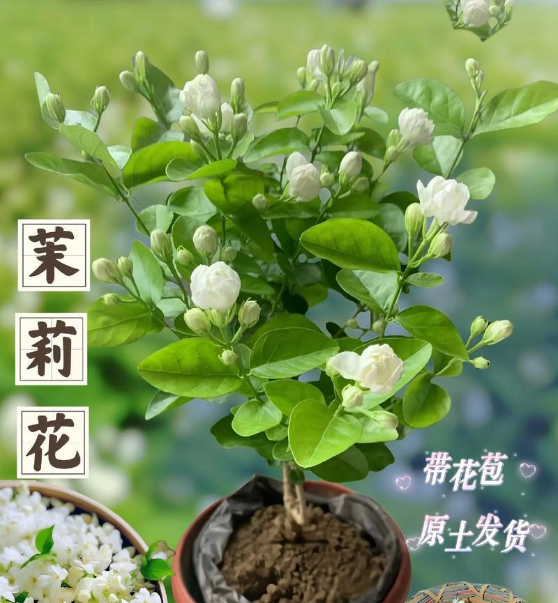 茉莉花的养护技巧有哪些？如何确保其持续开花？