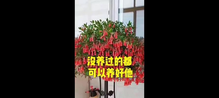 小宫灯长寿花扦插的步骤和技巧是什么？