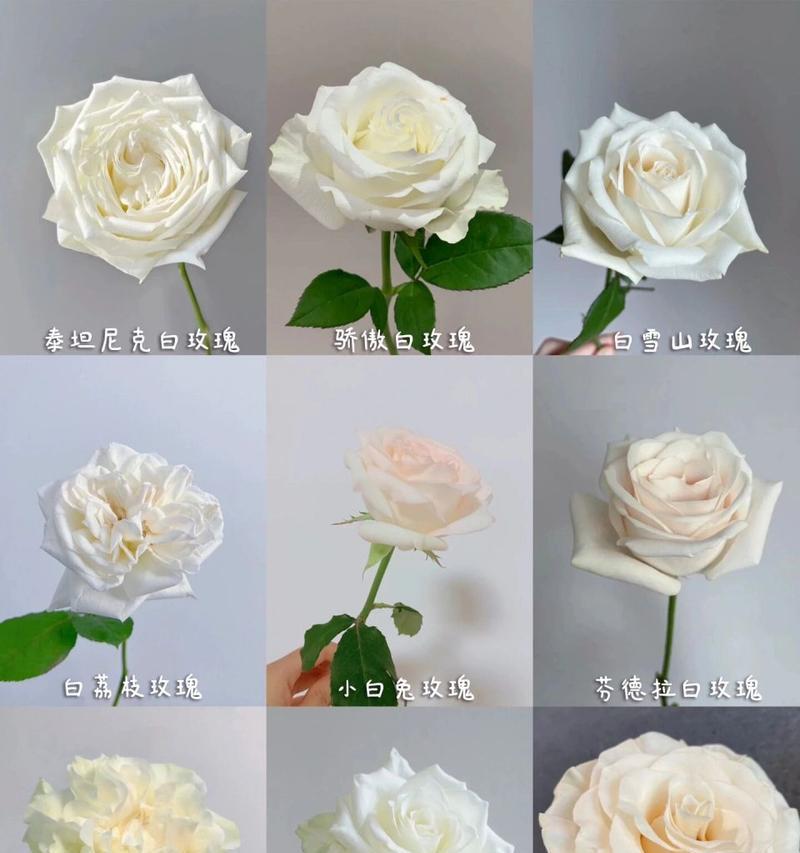 三支玫瑰花语是什么？