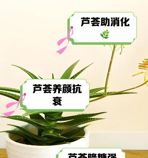 如何促进芦荟发侧芽？