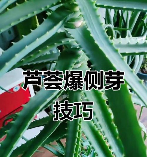 如何促进芦荟发侧芽？