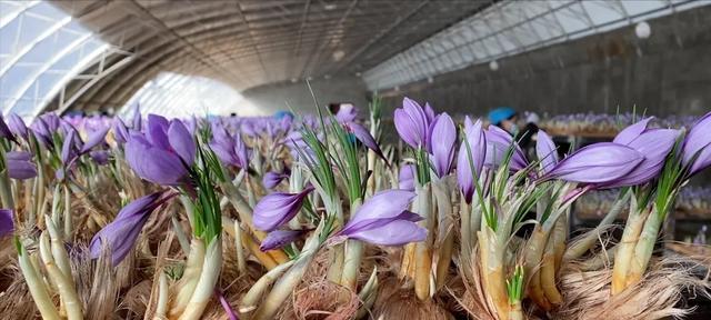 花种种植的最佳时机是什么时候？有哪些步骤可以提高发芽率？