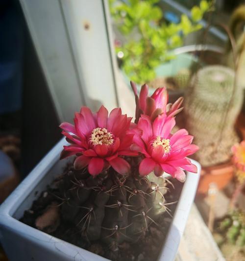 仙人球开花后如何护理？怎样维持其健康状态？