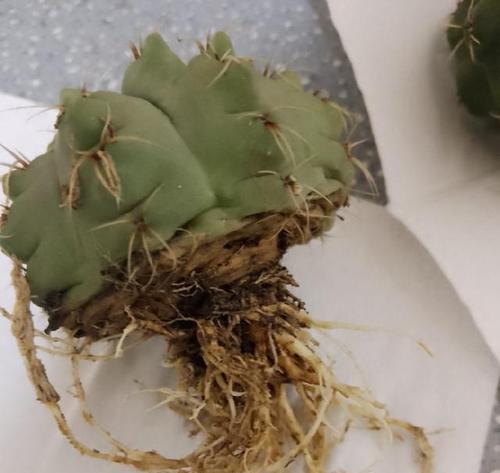 仙人球开花后如何护理？怎样维持其健康状态？