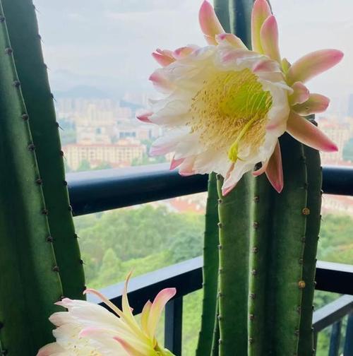 仙人球开花后如何护理？怎样维持其健康状态？