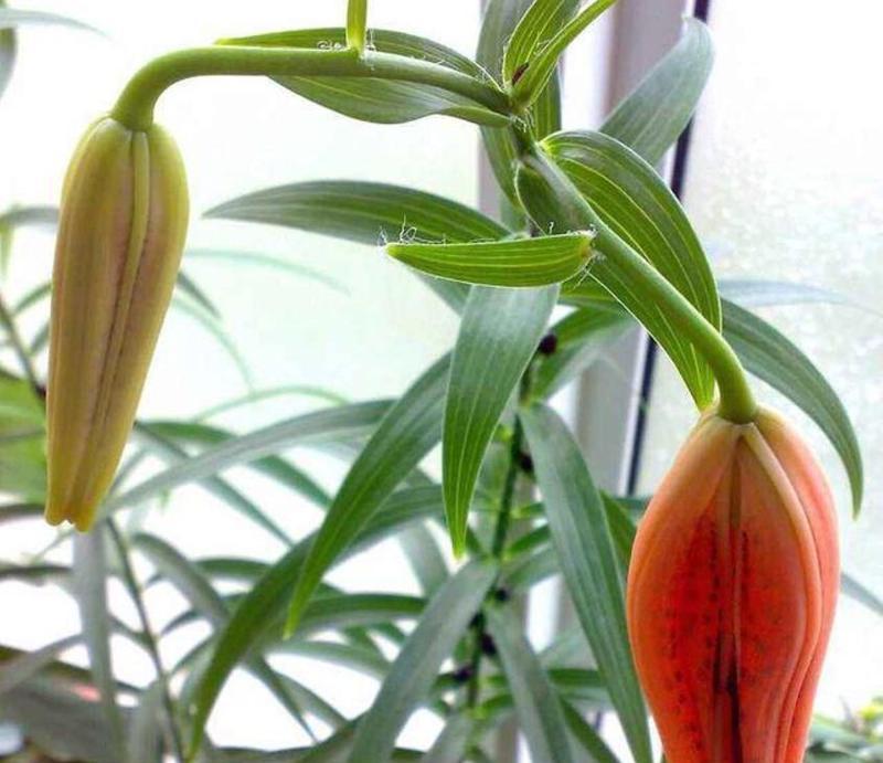 什么样的百合花最适合冬季种植？如何挑选？